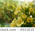 Kalanchoe 4931610