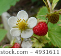 Wild strawberry flowers and fruits 4931611