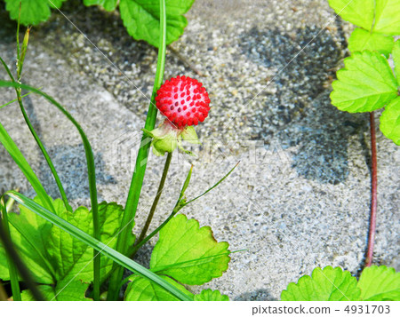 Hebichigo (snake strawberry) 4931703