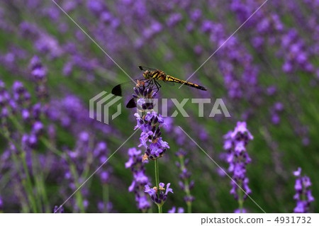 薰衣草和蜻蜓 4931732