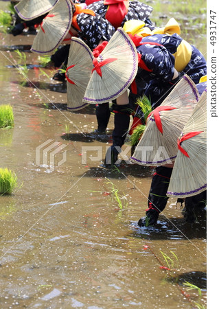 Hanada planting 4931747