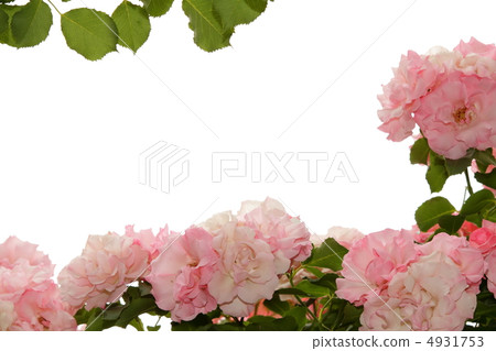 Rose Rosendorf Sparse Hop 4931753
