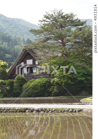 Shirakawago Wada家庭和稻田 4931814