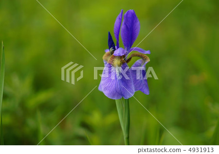 Flowers Flowers 4931913