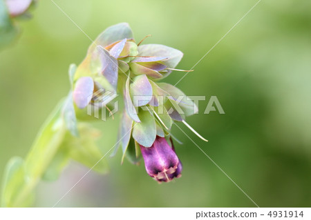 Kelinte Pride of Gibraltar Kelinte Pride of Gibraltar 4931914