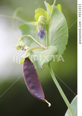 Tutankhamun no peas Tutankhamun no peas 4931915