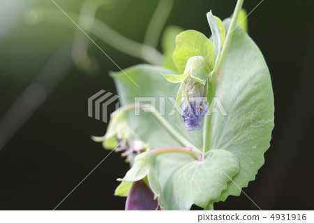 Tutankhamun peas flowers Tutankhamun peas flowers 4931916