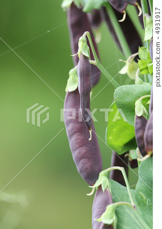 Tutankhamun no peas 4931917