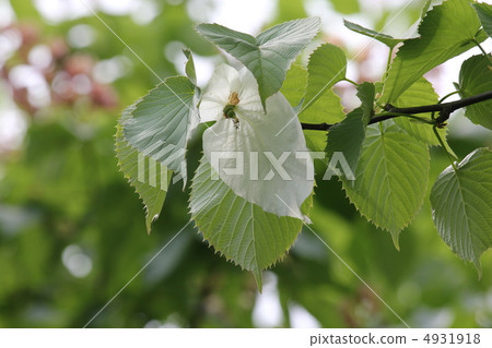 Handkerchief tree 4931918