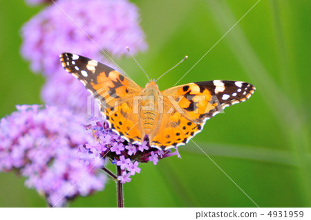 Verbena Bonari Ensis and Shark's Beauty 4931959