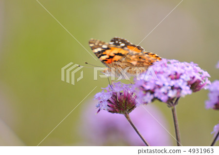 Verbena Bonari Ensis and Shark's Beauty 4931963