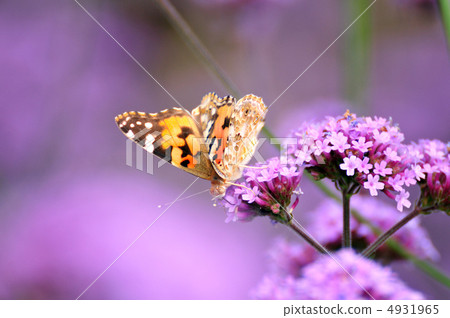 Verbena Bonari Ensis and Shark's Beauty 4931965