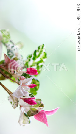 Flower _ Hatsuyuki Kazura 4931978