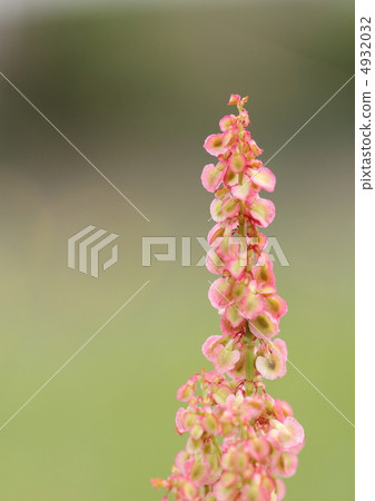 Flower of swiva Flower of swiva 4932032