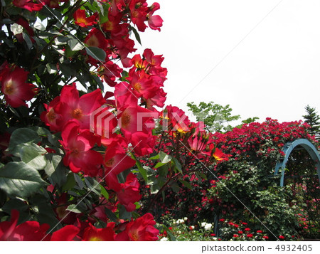 仙女森林公園 4932405