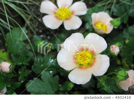 Marvastrum 4932410