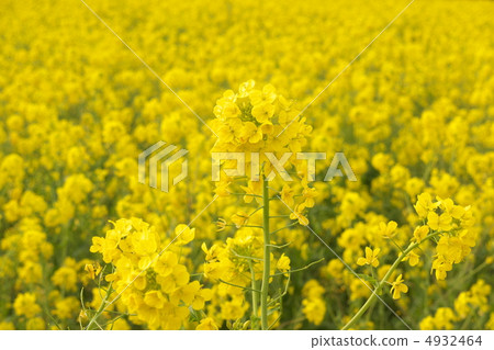 強姦開花 4932464