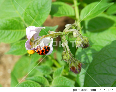 土豆花和napintento 4932486