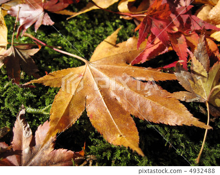 京都嵐山Gioji的苔蘚和落葉 京都嵐山Gioji的苔蘚和落葉 4932488