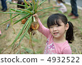 Onion harvest 4932522