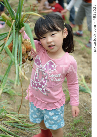 Onion harvest 4932523