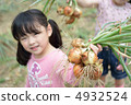 Onion harvest 4932524