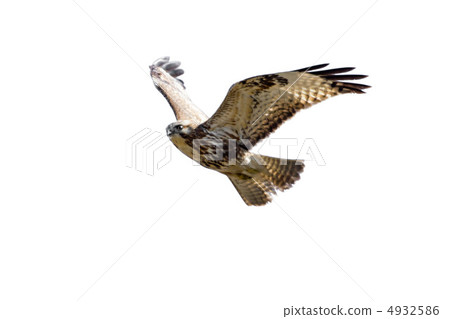 巴扎德 巴扎德 4932586