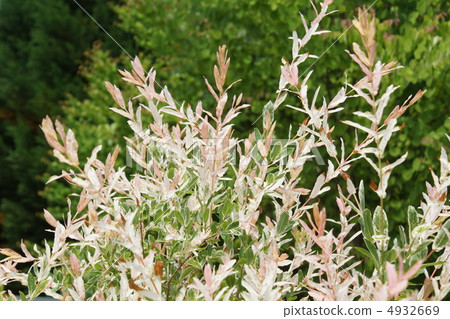 Inukoriyanagi five color change 4932669