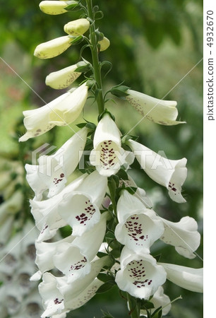 Digitalis flower poison Digitalis flower poison 4932670