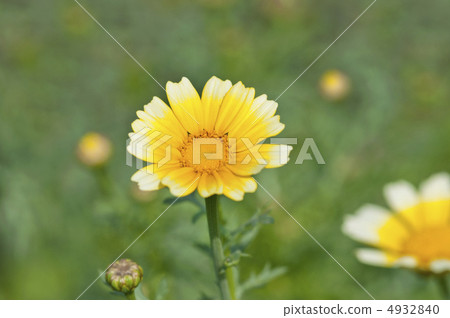 Flowers of Haruhiko Flowers of Haruhiko 4932840