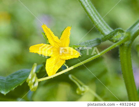 黃瓜女性花 4932842