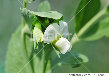 孩子們的花 4932843