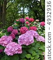 hydrangea   4932936