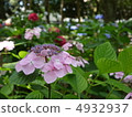 hydrangea   4932937
