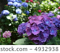 hydrangea   4932938
