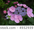 hydrangea   4932939