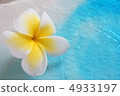 Plumeria 4933197