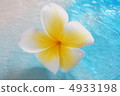 Plumeria 4933198