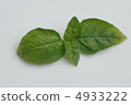 羅勒   4933222