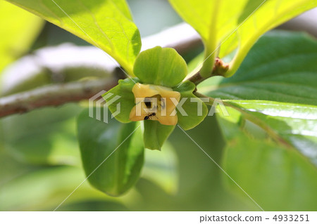 [Kakinohana] 4933251