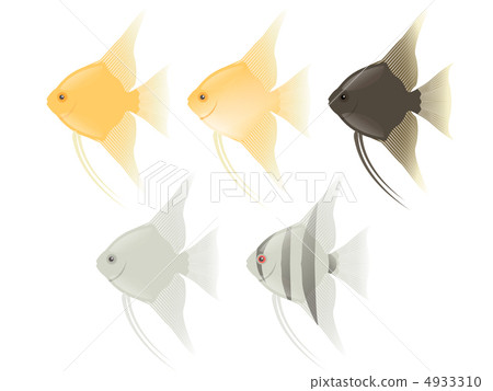 Angelfish  4933310
