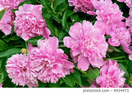 Bouquet of fresh pink peonies 4934471