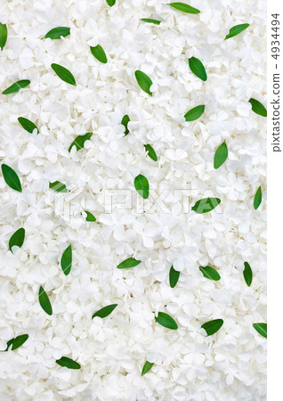 Guelder rose blossoms and myrtle leaves - background 4934494
