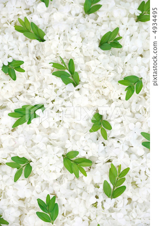 Guelder rose blossoms and myrtle leaves - background 4934495