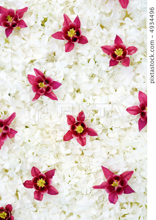 Guelder rose and columbine  blossoms - background 4934496