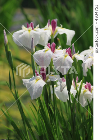 Horikiri iris garden garden irises · Edo-kishi Horikiri iris garden garden irises · Edo-kishi 4934753