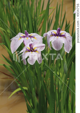 Horikiri is iris in the iris garden · Long time of the ancient times Horikiri is iris in the iris garden · Long time of the ancient times 4934756