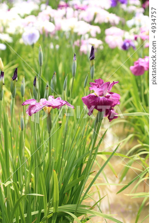 Purple irises of the Horikiri iris garden and sunset lagoon Purple irises of the Horikiri iris garden and sunset lagoon 4934757