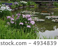 虹膜和睡蓮蓮花 4934839