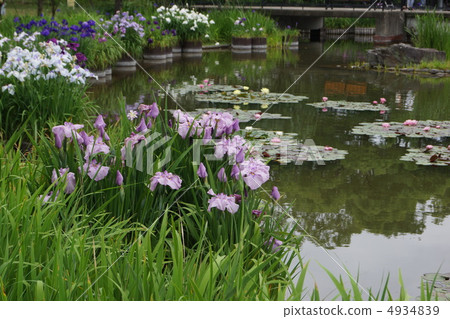 Iris and water lily lotus Iris and water lily lotus 4934839